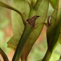 Psychotria gardneri Hook.f.